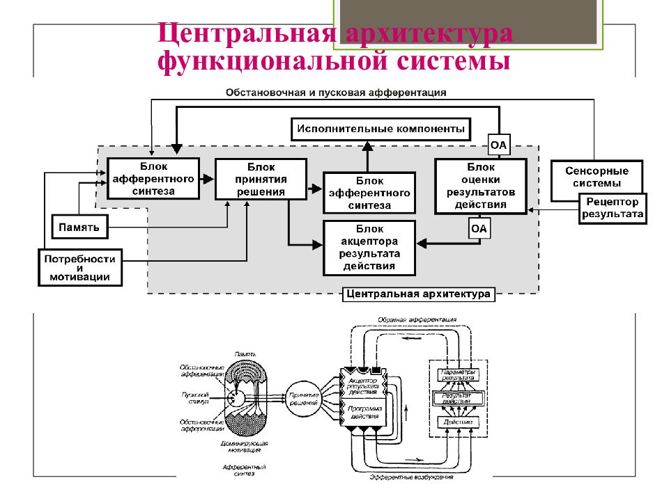 Блок Центральный архитектура функциональной системы. Устройства схема медико-биологической информации. Функциональные системы жизнедеятельности человека. Биологическая безопасность БЖД.