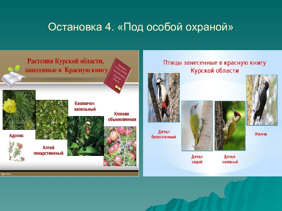 заповедник это определение. объекты подлежащие особой охране в экологии. объект охраняется вневедомственной охраной. где животные находятся под особой охраной 3 класс. под особой охраной.