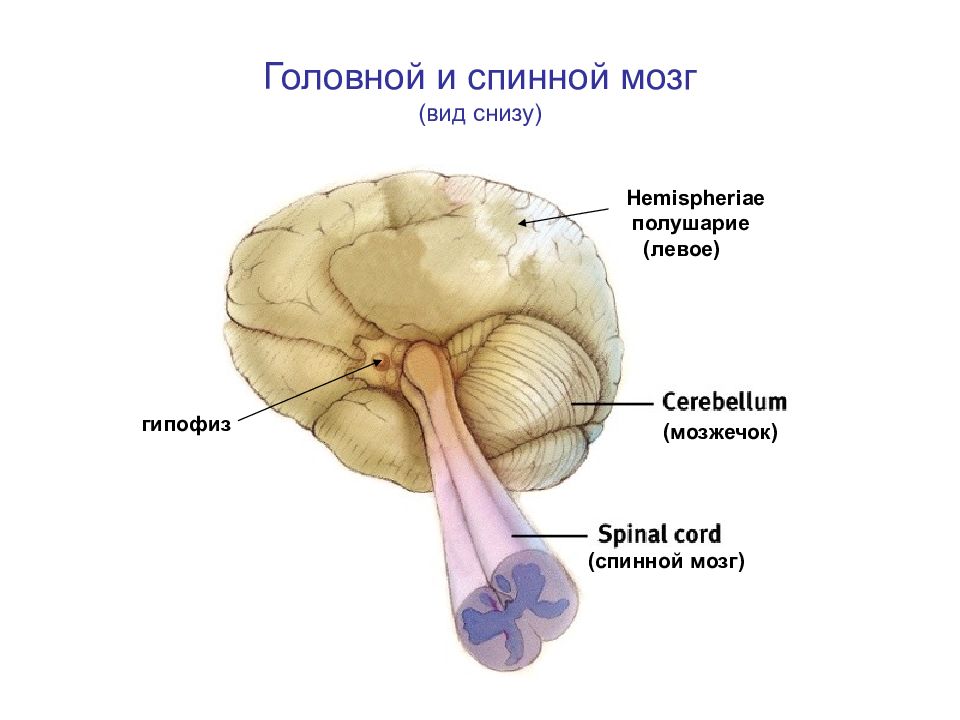 Схема головной мозг спинной мозг