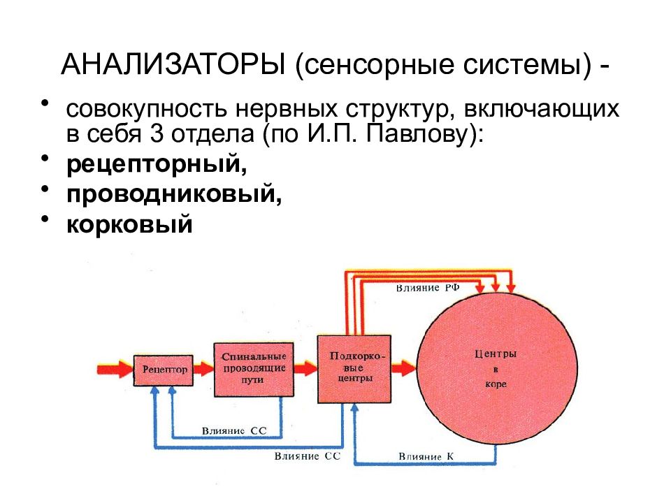 Физиология анализаторов физиология презентация