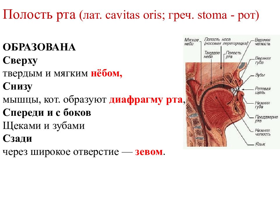 Анатомия 10 класс. Анатомия органов речи кратко. Диафрагму рта образуют.