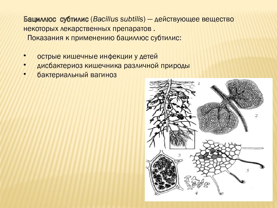 презентация: Тема: «ВИДЫ БАКТЕРИЙ»