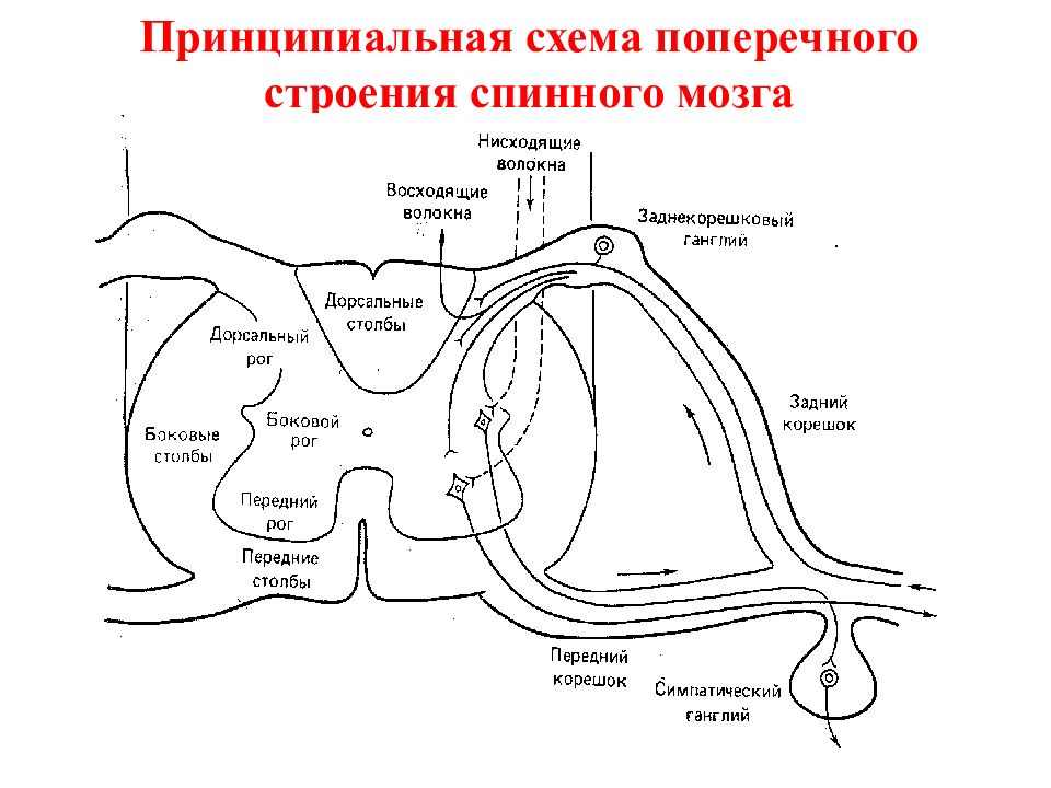 Какие структуры спинного мозга изображены на рисунке под цифрами 1 7