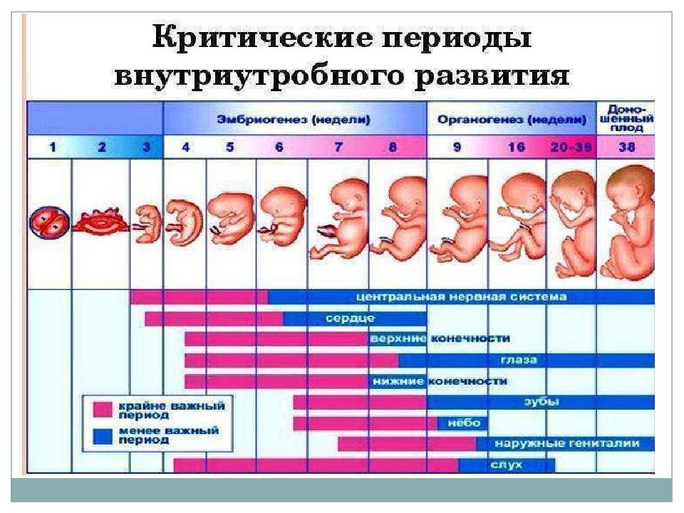 Внутриутробный период картинки