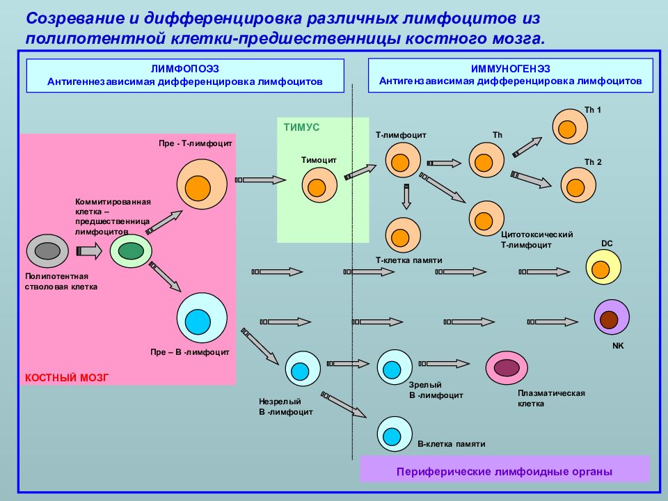 Иммунокомпетентные клетки схема