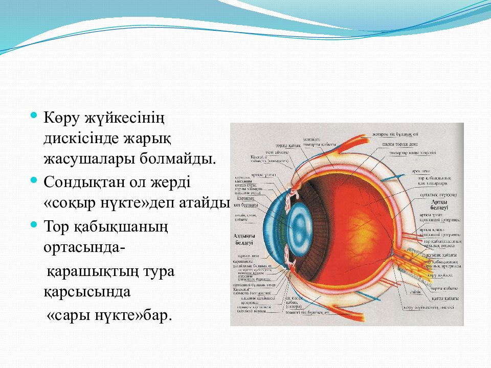 Какие функции выполняет орган зрения