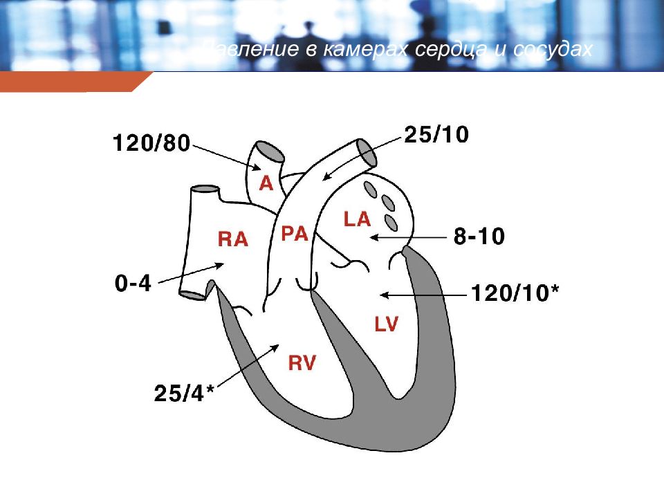 Градиент между желудочками. Давление в полостях сердца в норме. Давление в камерах сердца.