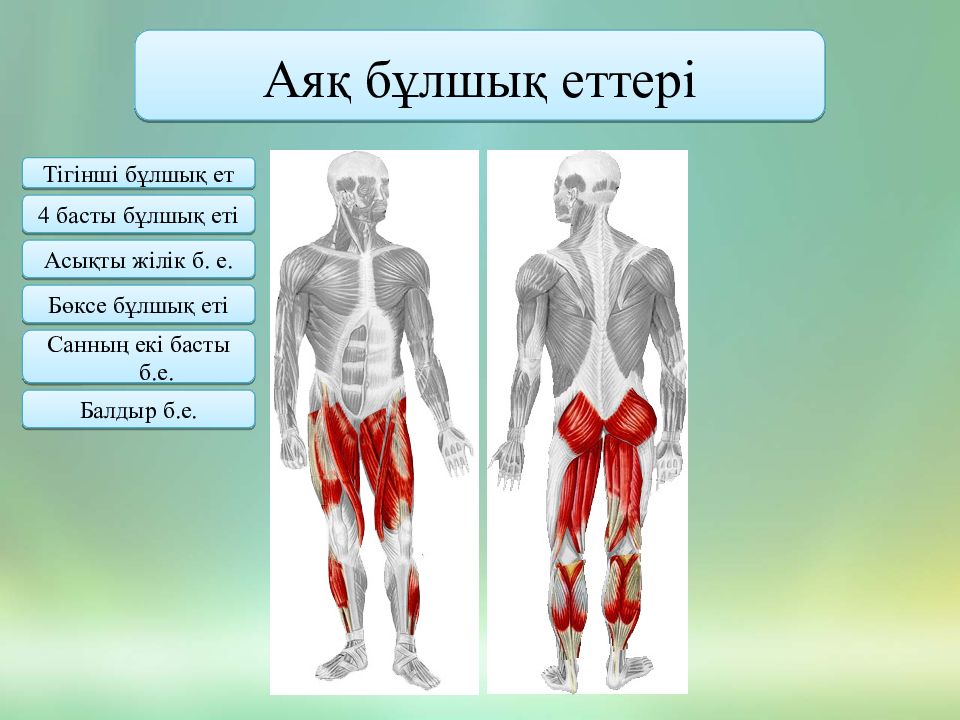 Бұлшық ет. Бас блшы еттері анатомия. Булшык еттин кажуы презентация. Көкет бұлшықеттері.