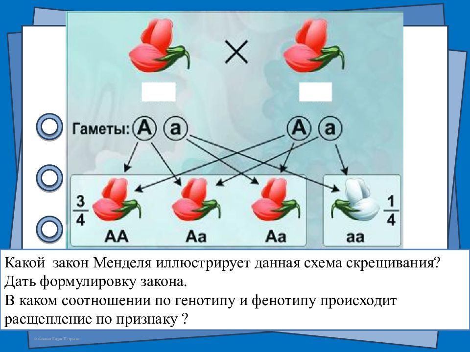 Как скрещивать гены. Схема скрещивания 1 закон Менделя. Схема Менделя. Законы Менделя схема. Законы Менделя схема скрещивания.