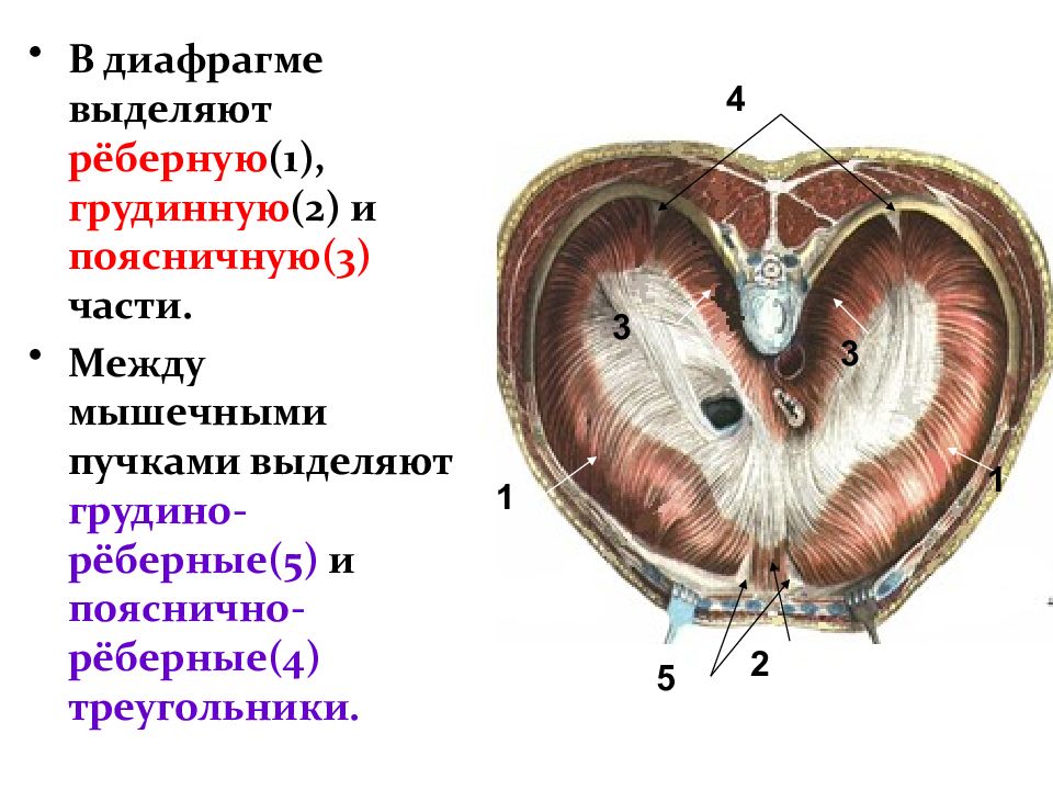 Грудино реберный. Грудино реберный треугольник диафрагмы. Грудино-реберный треугольник (треугольник Ларрея). Пояснично реберный треугольник диафрагмы. Пояснично реберный треугольник Бохдалека.