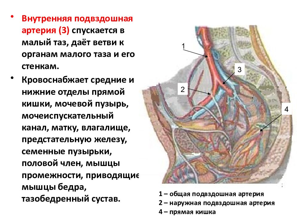 Ветви подвздошной артерии схема