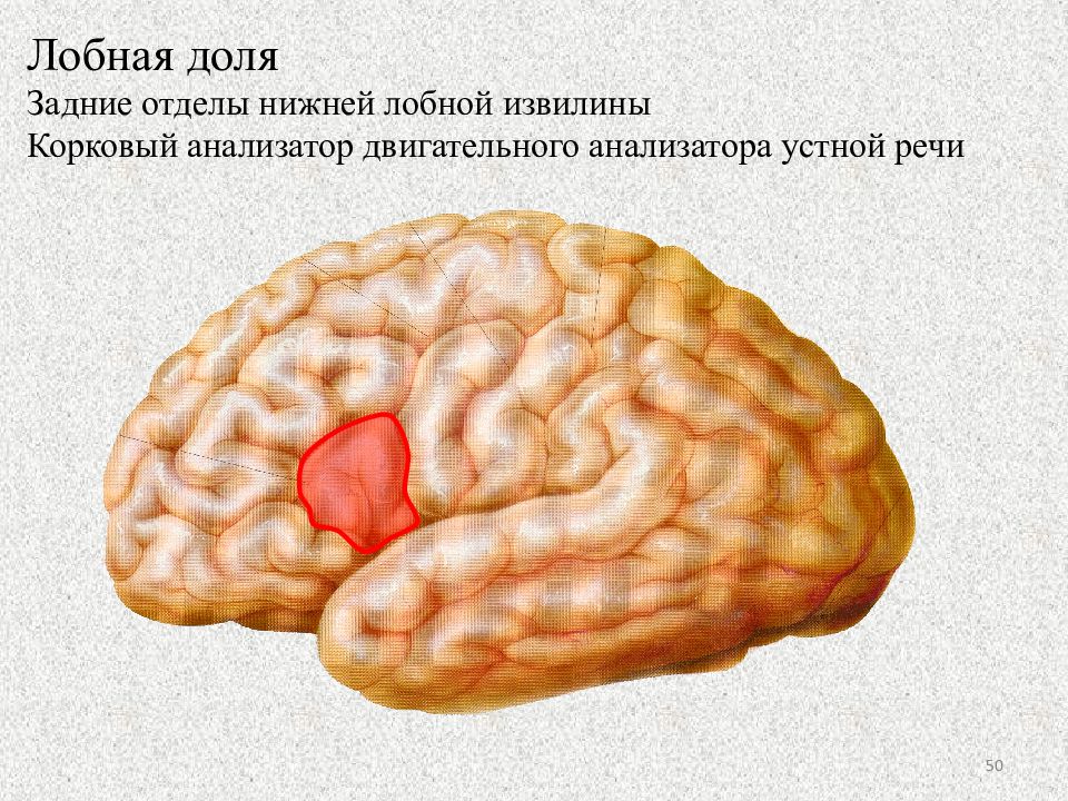 Прямая извилина. Задняя Центральная извилина теменной доли. Извилина Гешля. Задний отдел верхней лобной извилины. Задний отдел нижней лобной извилины.