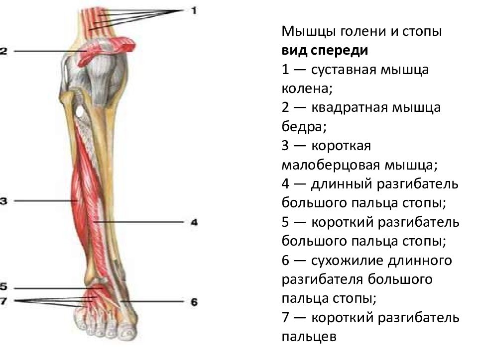 Почему болит кость ноги спереди. Строение мышц голени спереди. Мышцы голени и стопы вид спереди. Мышцы голени вид спереди анатомия. Анатомия голени человека мышцы и связки.