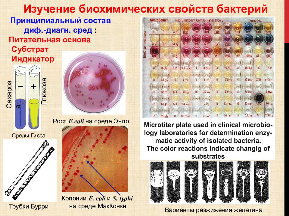 Общая вирусология презентация микробиология