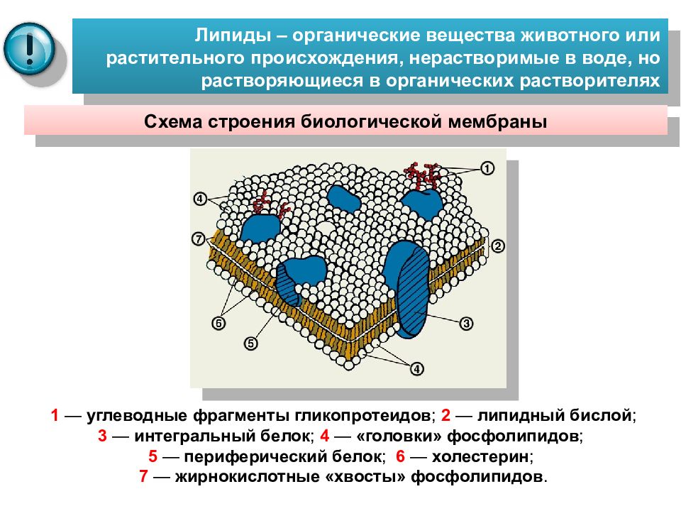 Липиды биохимия лекция презентация