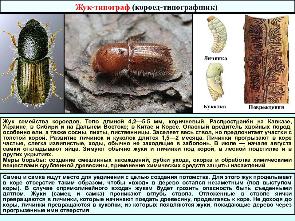 Личинка жука короеда ротовой аппарат. Короед типограф цикл развития. Жук семейства короедов. Личинка жука короеда. Жук лубоед еловый.