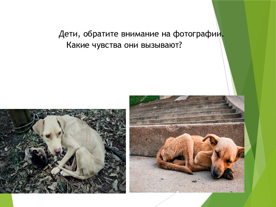 брошюра по защите животных. статьи про бездомных животных. картинка от жизни собачей собака бывает кусачей. защита бездомных животных. берегите братьев наших меньших.