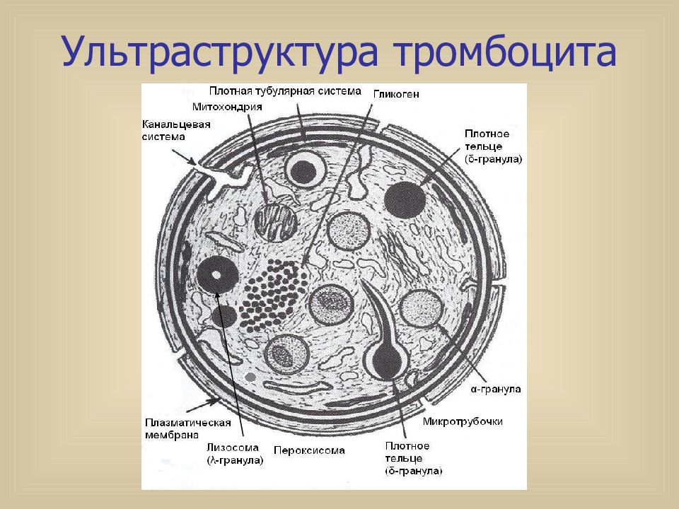 Строение тромбоцитов. Тромбоциты строение клетки. Строение тромбоцита схема. Строение тромбоцита гистология. Строение тромбоцитов человека.