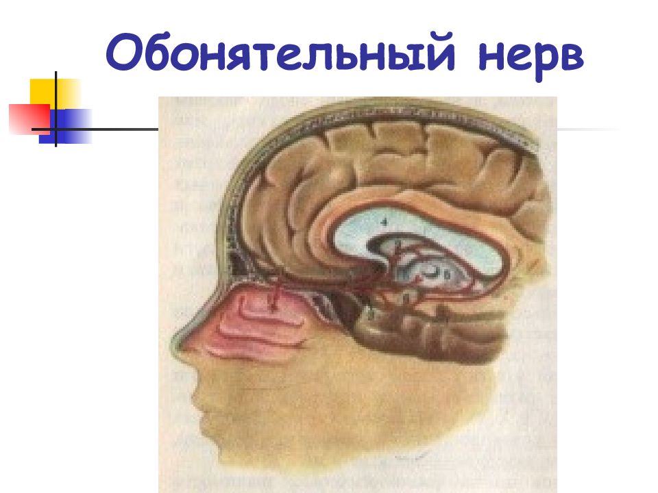 1 пара обонятельный нерв схема