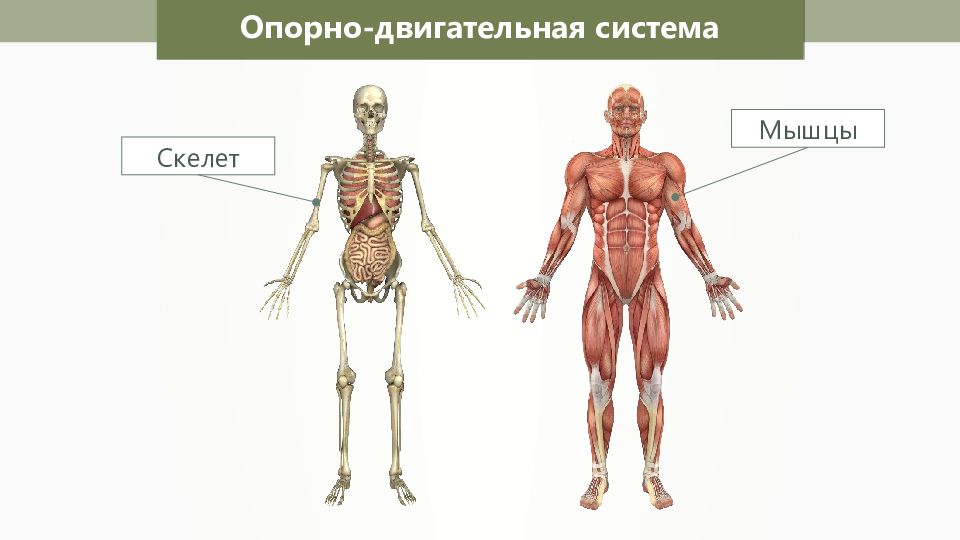 Осанка скелет и мышцы человека презентация 1 класс