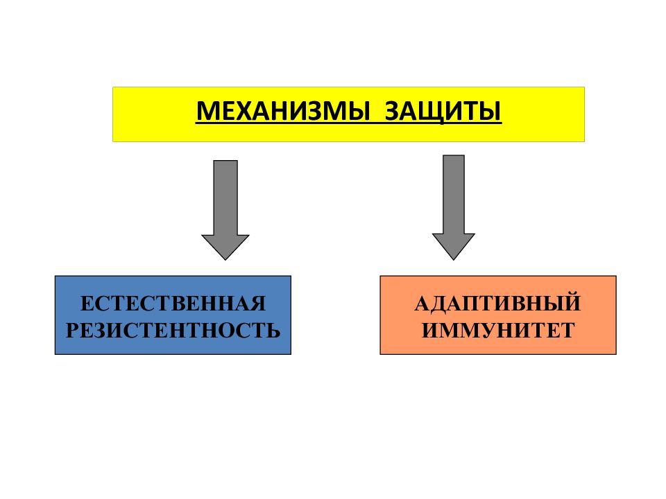 Защитный механизм 57. Механизмы защиты. Защитные механизмы организма человека. Барьер защита. Перечислите барьерные механизмы защиты.