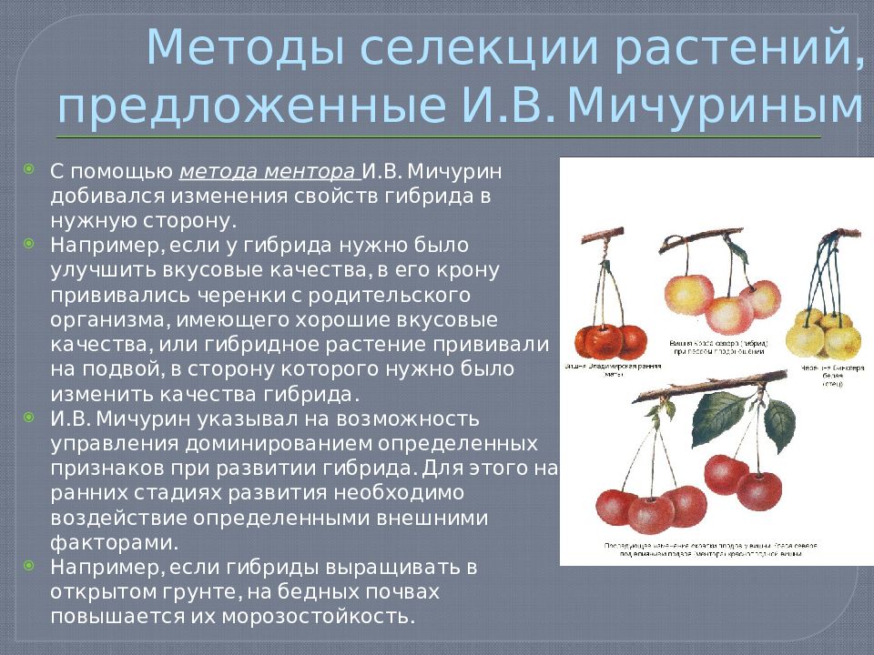 Рисунок демонстрирует методы селекции для получения новых сортов назовите методы селекции а и в