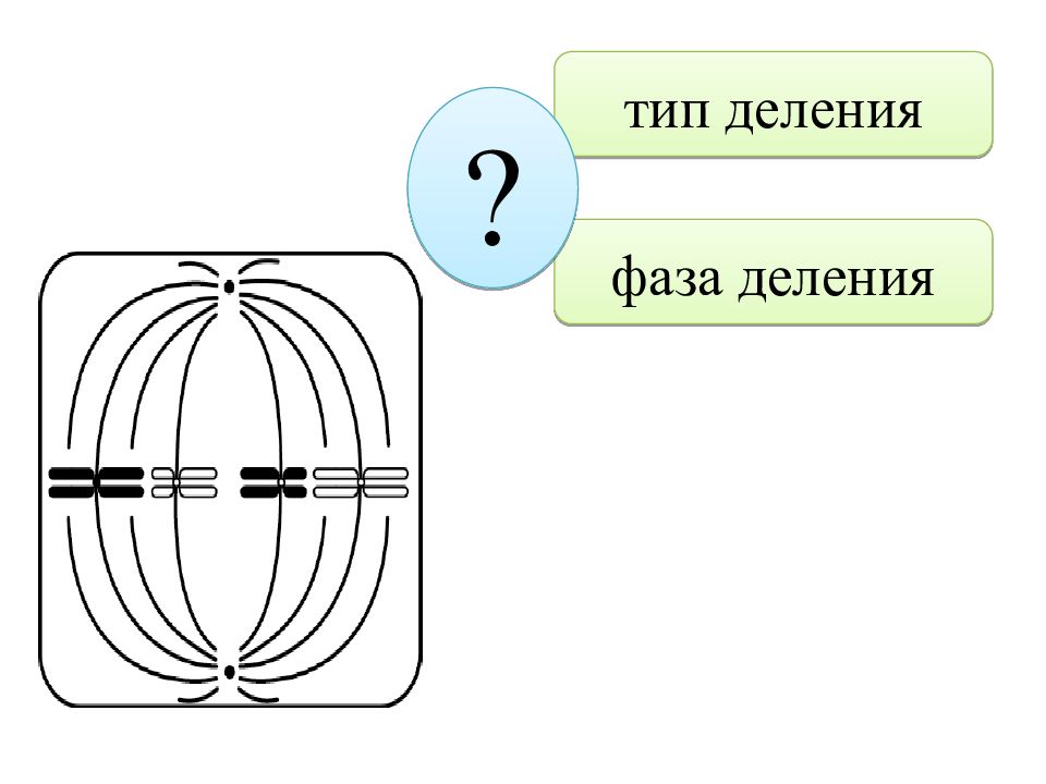 Соматических клеток пшеницы равен 28