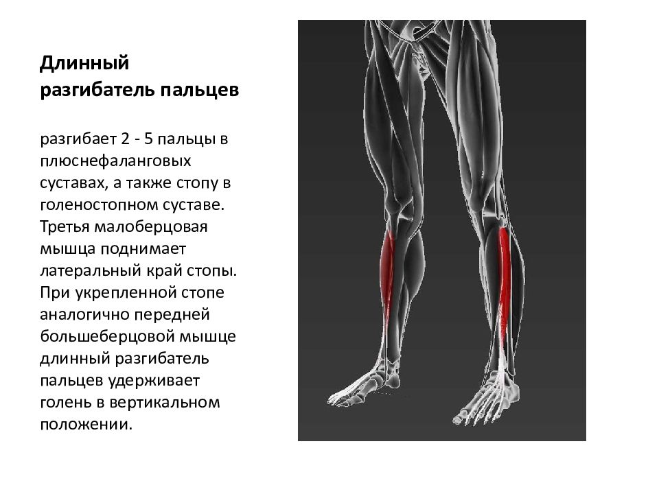 Разгибатели стопы. Длинный разгибатель пальцев анатомия. Длинный разгибатель пальцев мышца голени. Длинный разгибатель пальцев, m. extensor digitorum Longus. Длинный разгибатель мизинца анатомия.