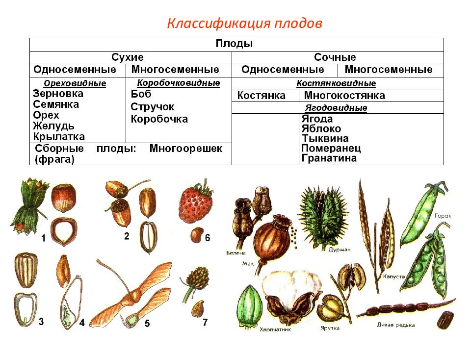 Рассмотри рисунок и запиши под какими цифрами на рисунке изображены следующие плоды зерновка