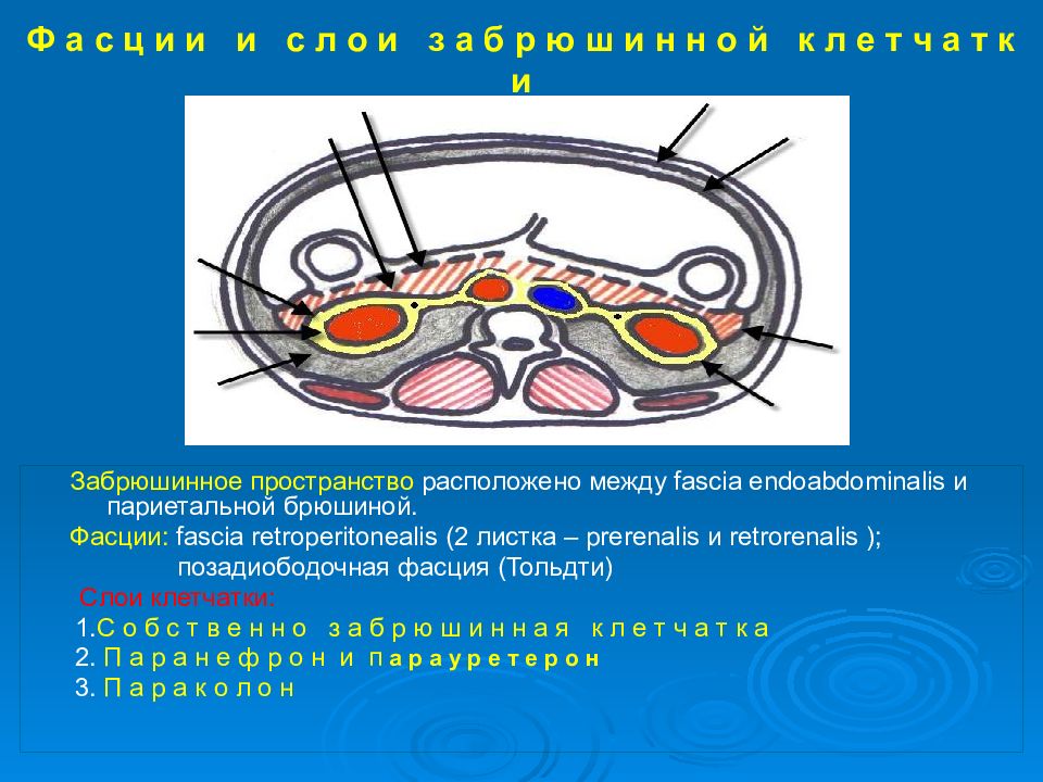 Забрюшинная полость