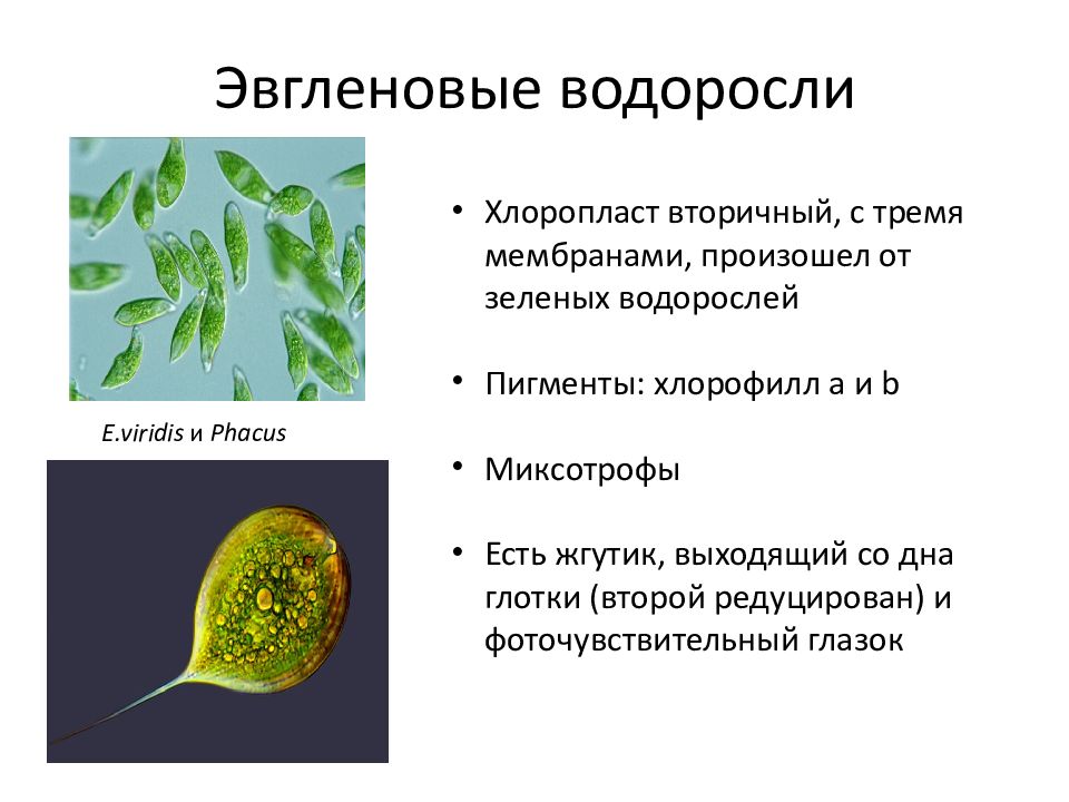 Миксотрофы. Эвгленовые миксотрофы. Пигменты эвгленовых водорослей. Эвгленовые водоросли представители. Эвгленовые водоросли примеры.