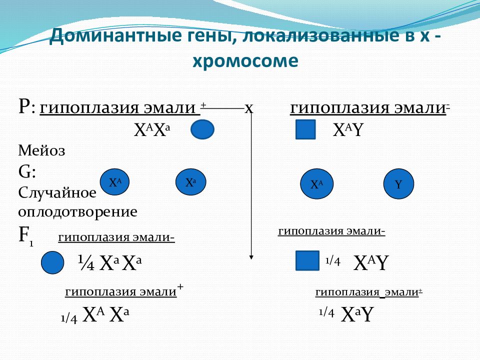 Задачи по генетике презентация