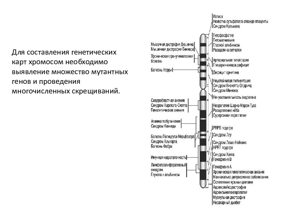 Генетические карты хромосом презентация