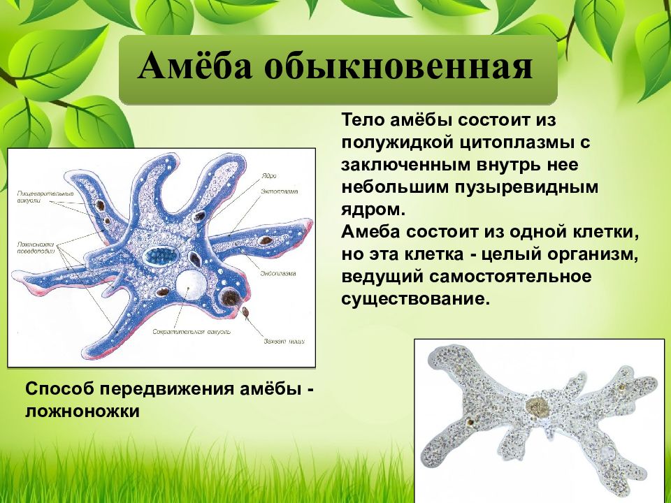 Какова роль клетки в одноклеточном организме. Одноклеточная клетка амёба. Амёба обыкновенная 5 класс биология. Амёба обыкновенная группа. Одноклеточные организмы амеба.