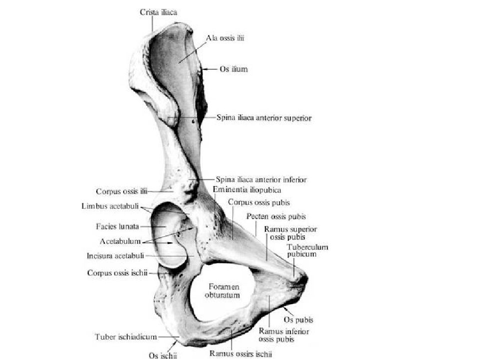 Ossis перевод с латинского. Таз кость tuberculum pubicum. Ossis pubis. Лобковая кость. Ramus inferior Ossis Ischii.