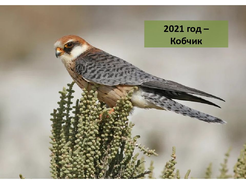 Птицы 2021. Кобчик (Falco vespertinus). Сокол Кобчик птица года 2021. Кобчик самец. Ястреб Сокол Кобчик.