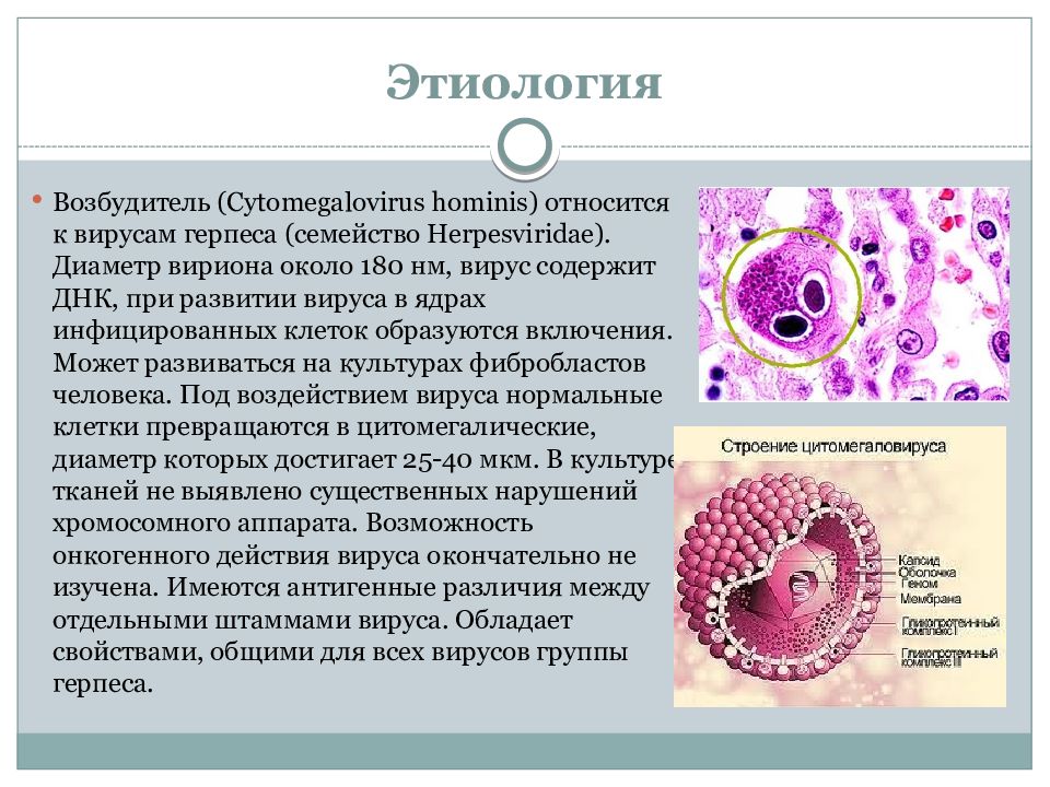 Цмв форум. Цитомегаловирусная инфекция презентация. Цитомегаловирусная инфекция эпидемиология. Цитомегаловирусная инфекция на коже. Цитомегаловирусная инфекция этиология.