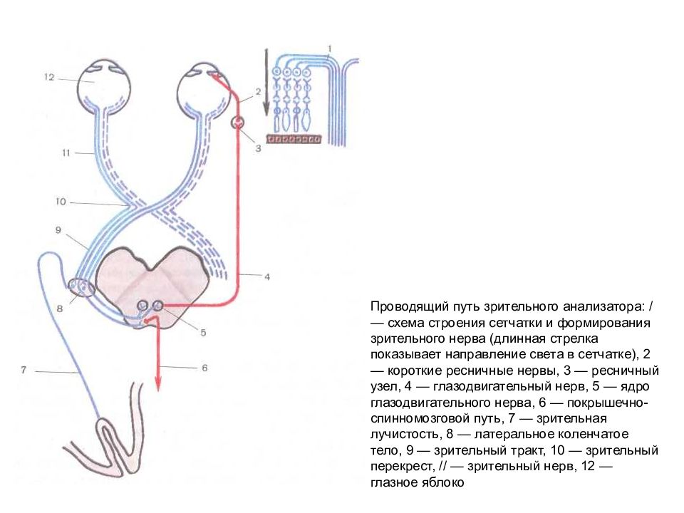 Механизм работы зрительного анализатора конспект. Схему проводящих путей зрительной сенсорной системы. Проводящий путь зрительного анализатора схема. Нейронное строение проводящего пути зрительного анализатора. Проводящие пути зрительного анализатора анатомия.