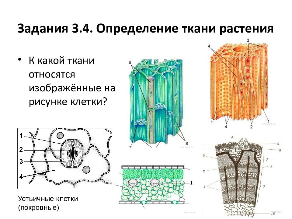 К какой ткани относятся изображенные на рисунке рис 2 клетки