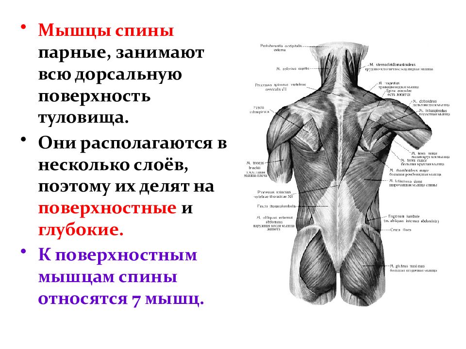 Мышцы боковой стенки таза