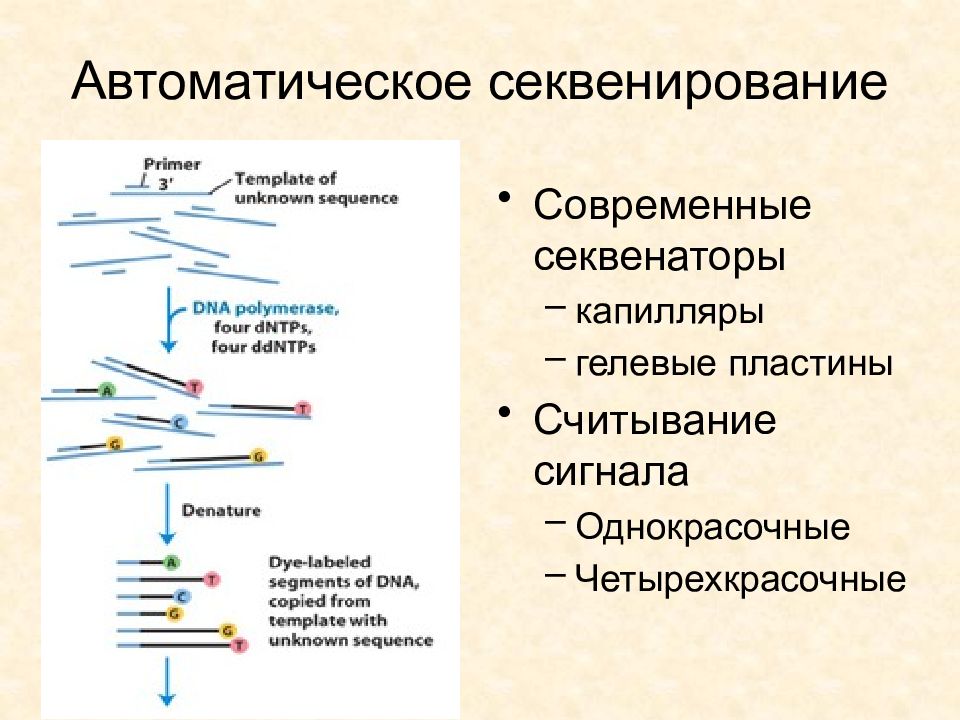 Секвенирование анализ. Секвенирование метод исследования в биологии. Автоматическое секвенирование. Автоматическое секвенирование ДНК. ПЦР секвенирование.