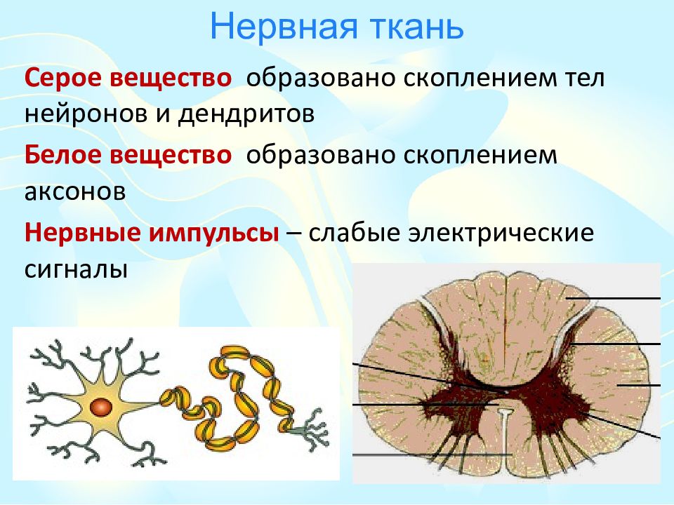 Аксон образует серое вещество. Скопление тел нейронов в спинном и головном мозге. Скопление тел нейронов и их коротких отростков (дендритов) образуют:. Вещество мозга образованное телами вместе с дендритами. Нерв это Аксон одного нейрона скопления тел нейронов.
