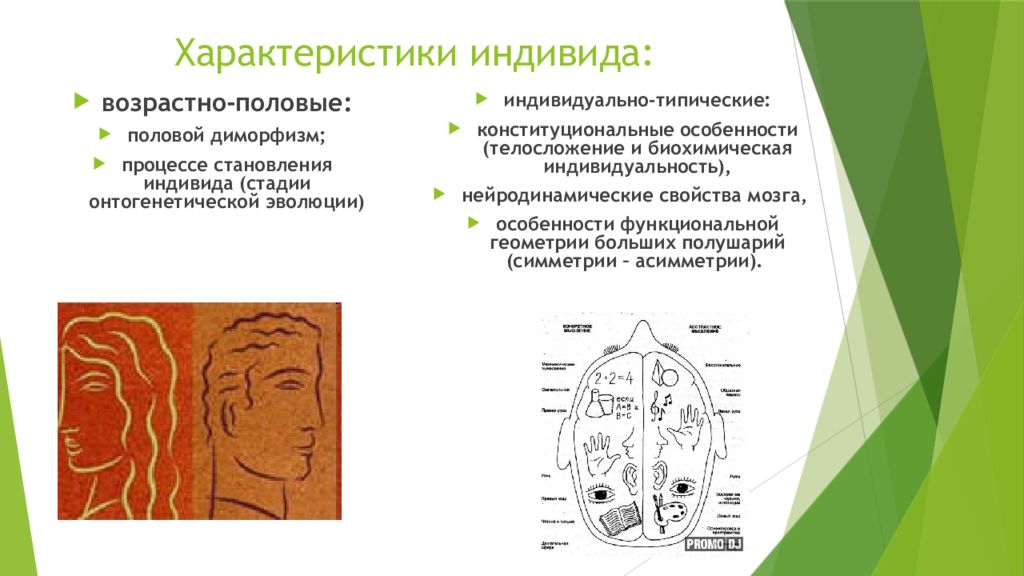 Свойства индивида. Характеристики индивида. Нейродинамические свойства индивида. Возрастно-половые характеристики индивида. Поло возрастные свойства идивида.