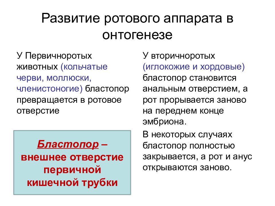 Вторичноротая. Развитие первичноротых и вторичноротых. Моллюски Первичноротые. Кольчатые черви Первичноротые или вторичноротые. Первичноротые животные.