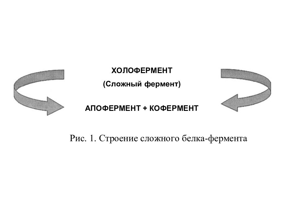 Презентация ферменты и гормоны