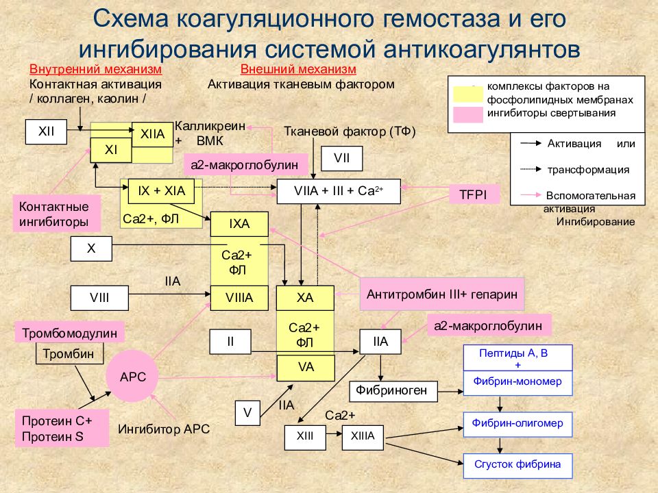 Система свертывания крови схема