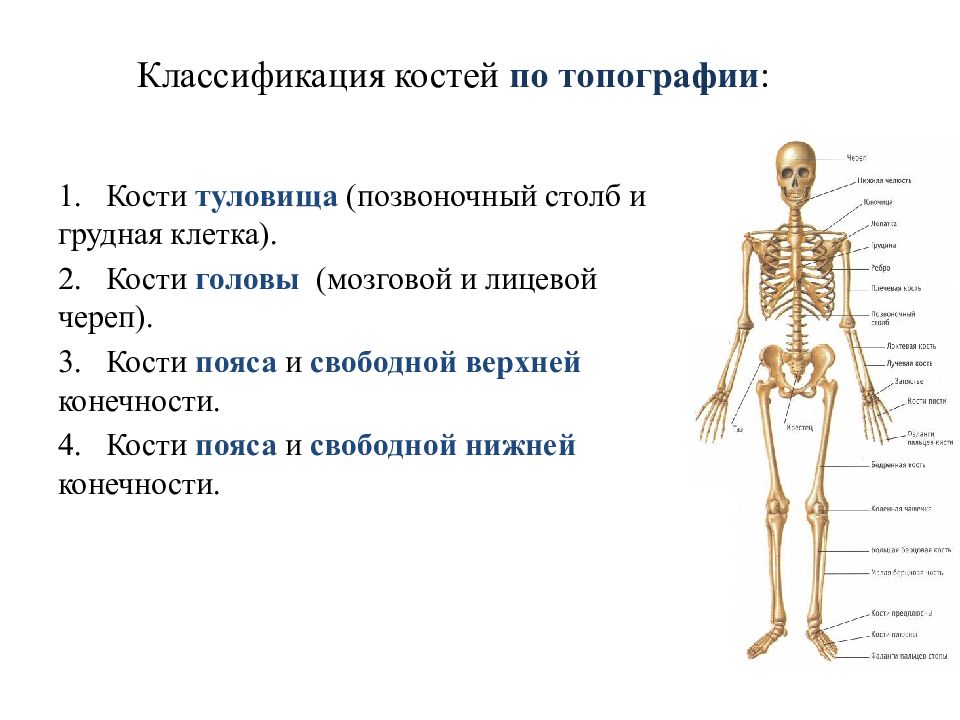 Кости скелета образованы. Топография костей. Кости туловища. Топография костей туловища. Классификация костей скелета.