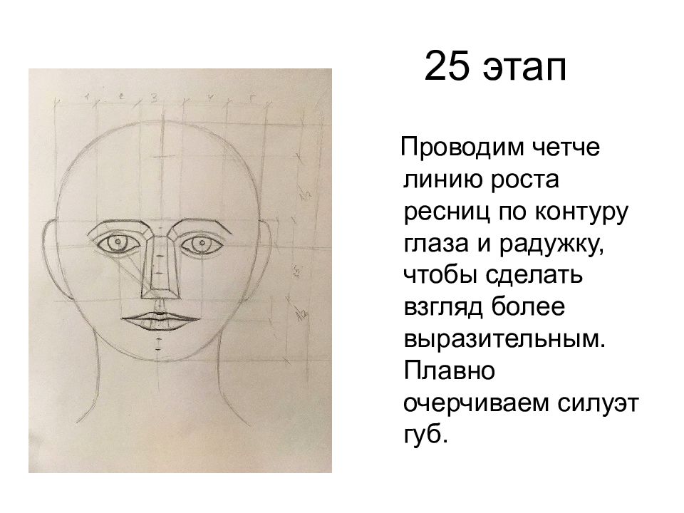 Конструкция головы человека и ее основные пропорции