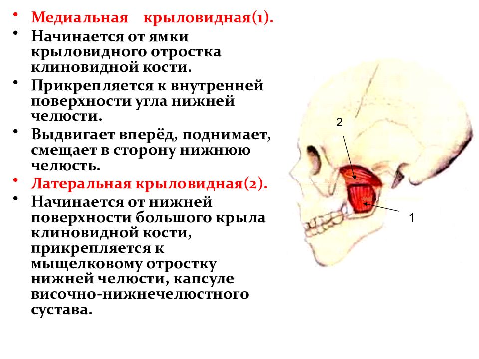 Медиальная крыловидная мышца. Медиальная крыловидная мышца начало и прикрепление. Медиальная крыловидная мышца функции. Прикрепление медиальной крыловидной мышцы. Медиальная крыловидная мышца начинается от.