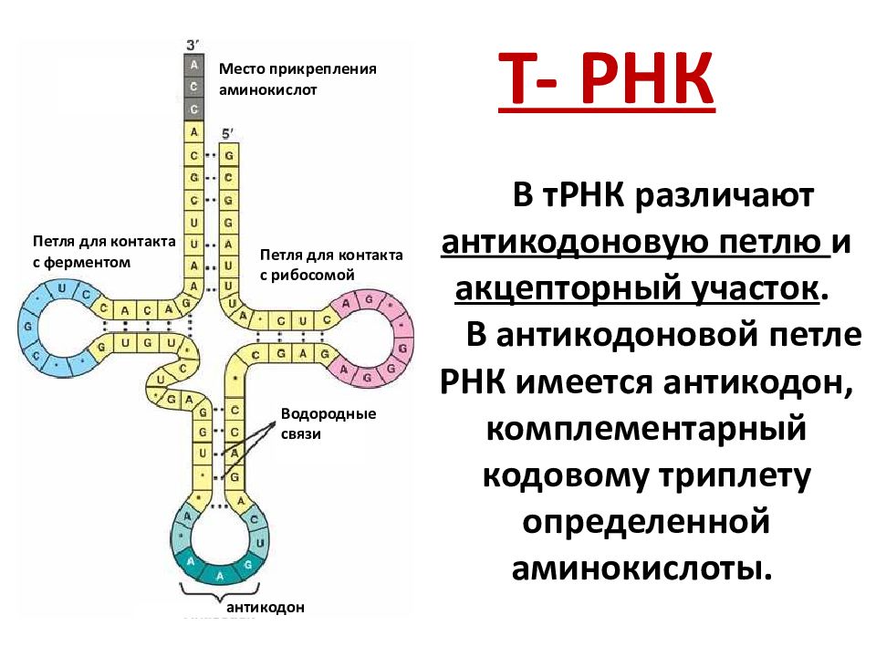 Транспортная рнк рисунок